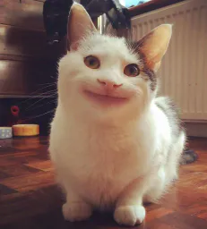 :chat_rire_3: