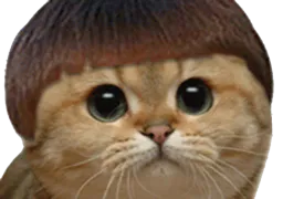 :chat_cheveux: