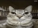 :Chat_serpent_anime_2: