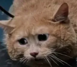 :chat-trauma3: