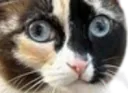 :chat-carton-zoom: