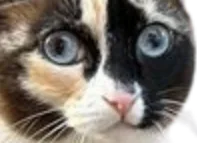 :chat-carton-zoom: