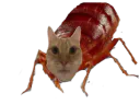 :chat_punaise: