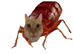 :chat_punaise: