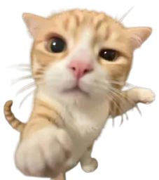 :Chat_mma: