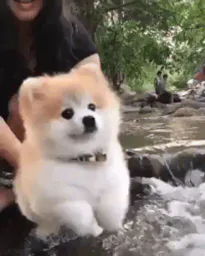 :chien_mignon__: