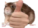 :rat_ok: