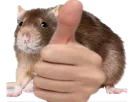 :rat_ok: