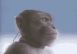 :Singe_mp3: