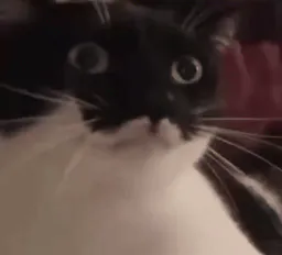 :Chat_fesse: