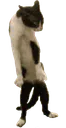 :Chat_venere_danse: