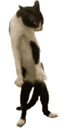 :Chat_venere_danse: