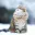 Photo de profil de CoeurEnFinnois