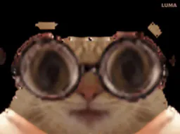 :Chat_lunette_mange: