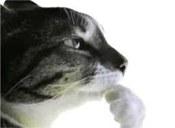 :Chat_descartes: