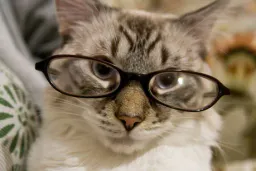 :chat_lunettes_4: