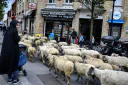 :moutons_transhumance: