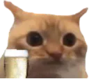:chat_limite_champagne: