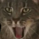 :Chat_surpris_wtf: