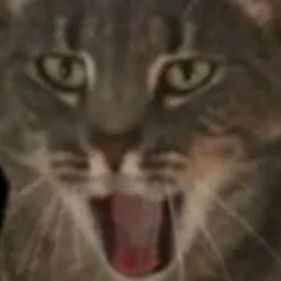 :Chat_surpris_wtf: