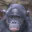 Photo de profil de Bougnoule