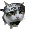 :Chat_arabe:
