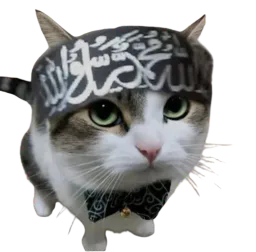 :Chat_arabe: