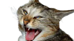 :Chat_Guedin: