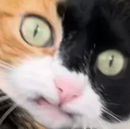 :Chatzinzin: