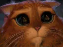 :Chat_copain_shrek: