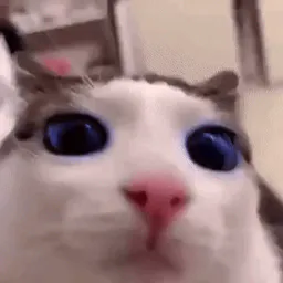 :Spice-cat: