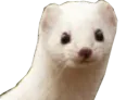 :Belette: