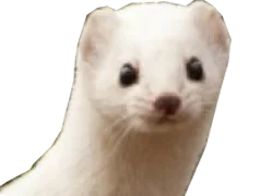 :Belette: