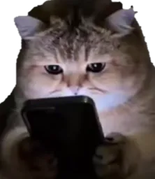 :Chat_nocturne: