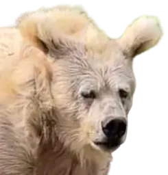 :Ours_fatigue: