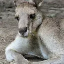 KangooDream