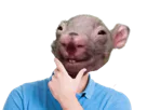 :rat_tete: