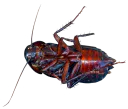 :cafard_mort: