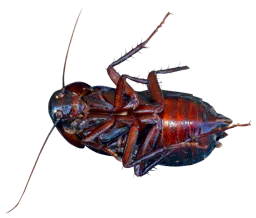 :cafard_mort: