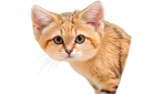 :Chat_desert_curieux: