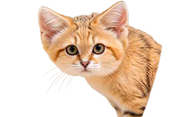 :Chat_desert_curieux: