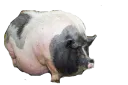 :gros_cochon: