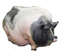 :gros_cochon: