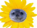 :phoquetournesol: