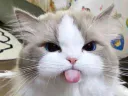 :chat_langue: