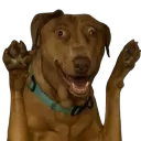 :teddipattes: