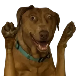 :teddipattes: