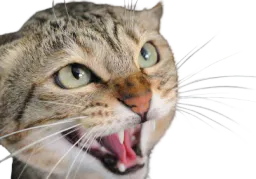 :Chatfache: