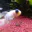 Photo de profil de LiL-Deter