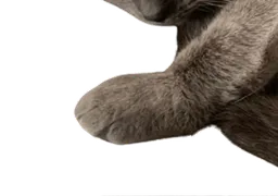 :chat_geant2gif: